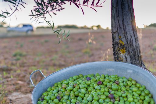 A selective focus shot of green plum in a metal bowl and a white car parked in the background