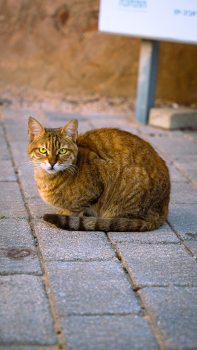 A ginger cat sitting on the paved road
