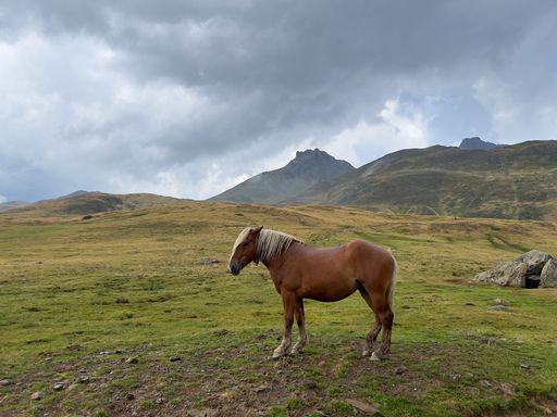 A brown horse stands alone in a lush green field, surrounded by a beautiful mountain landscape