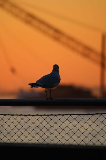 A vertical fo a silhouette of a seagull perched above the chain link fence during sunset