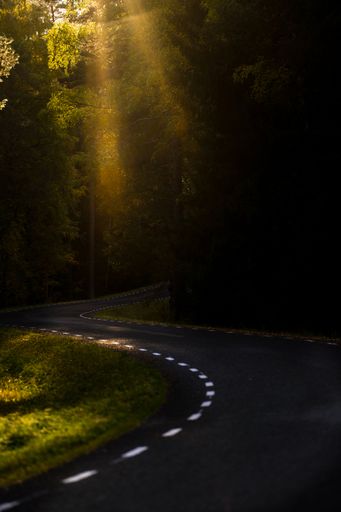 A vertical shot of a sunshine falling on a curve road surrounded by trees in a park