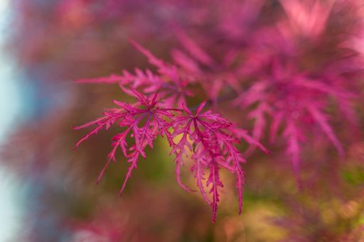 Close-up macro shot of a single Japanese Maple Tree leaf, lit by natural sunlight