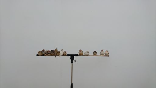 A low angle shot of a row of birds perched on a metal pole