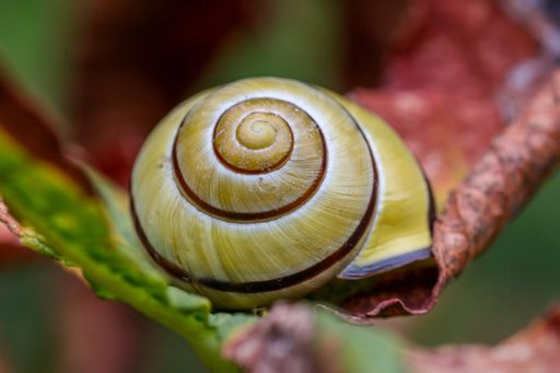 A close-up shot of a single snail crawling along the top of a lush, vibrant green leaf on a tree