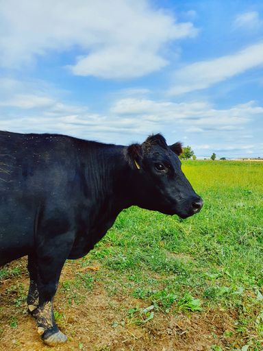 A vertical closeup of a black Angus cow in the green field.