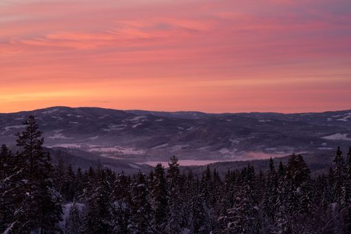A mesmerizing soft pink sunset over the snowy mountains and a forest in the foreground
