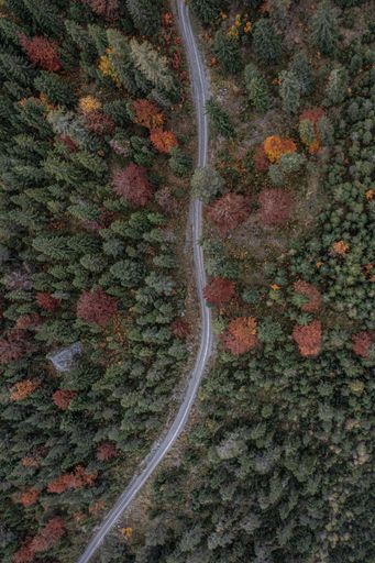 A vertical aerial view of the texture of the trees in the beautiful autumn forest with a highway road