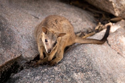 A rock wallaby perched on a rock formation at Geoffrey Bay on Magnetic Island in Townsville, Queensland, Australia