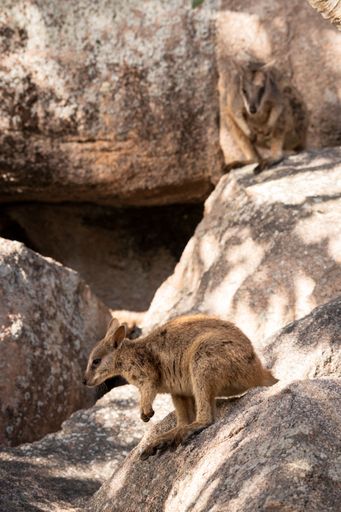 A rock wallaby perched on a rock formation at Geoffrey Bay on Magnetic Island in Townsville, Queensland, Australia