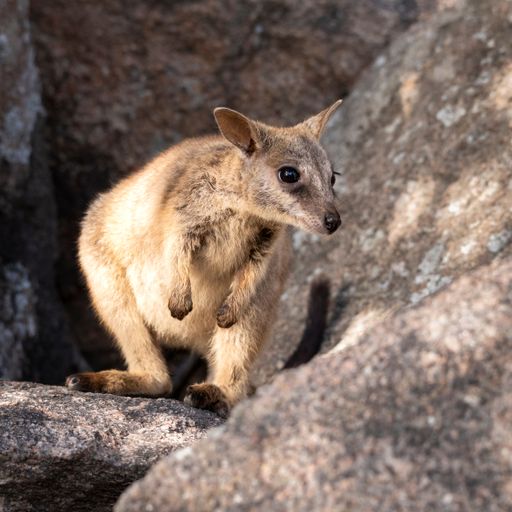 A rock wallaby perched on a rock formation at Geoffrey Bay on Magnetic Island in Townsville, Queensland, Australia
