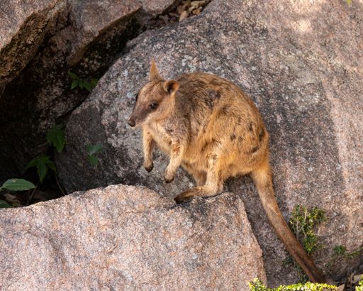 A Rock Wallaby perched atop a rocky outcrop at Geoffrey Bay on Magnetic Island in Queensland, Australia