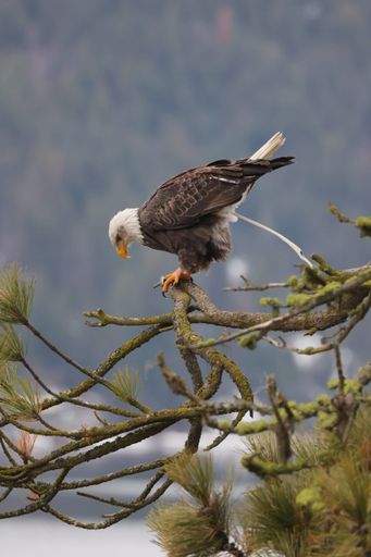A vertical shot of an Eagle perched on a branch against blur background