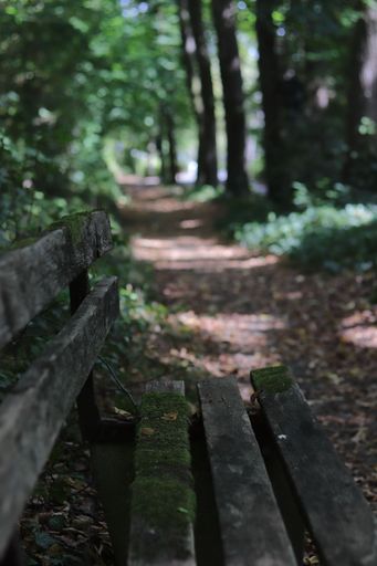 A vertical shot of an old wooden bench with moss in a park