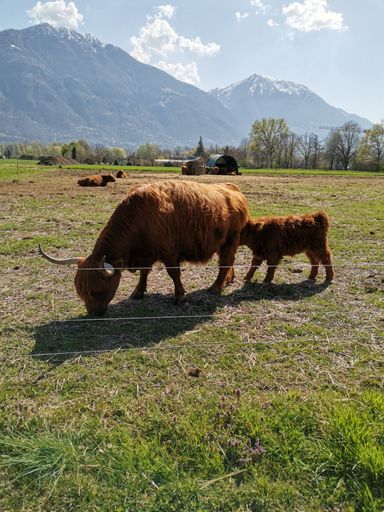 A vertical shot of Highland cattle in the field. A mother with its calf.