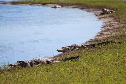 A closeup shot of crocodiles near the lake