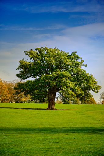 A vertical shot of a park covered in lawn and trees under a blue cloudy sky