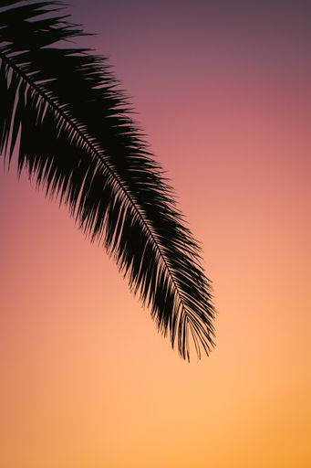 A vertical shot of a plant under the breathtaking sunset
