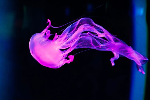 A closeup shot of a glowing purple jellyfish underwater