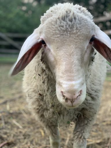 A vertical shot of a white sheep on blurred background