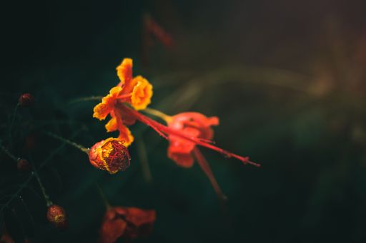 A selective focus shot of a blooming orange flower bud covered in water droplets