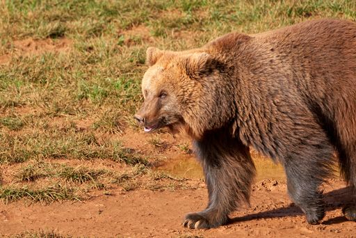 A beautiful fluffy brown bear in its natural habitat in Cabarceno Natural Park, Spain