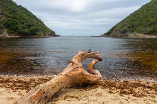 A driftwood on the shore of the sea under a cloudy sky on a gloomy day