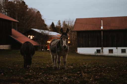 The two donkeys standing in a lush green grassy field in front of a red barn