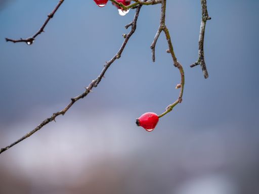 A selective focus shot of branches with a dewy red rose hip