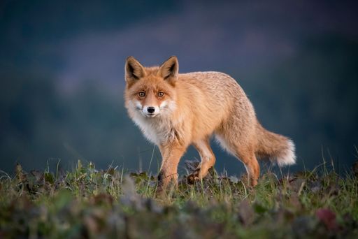 A selective focus on a wild Sakhalin fox found roaming around in the wild