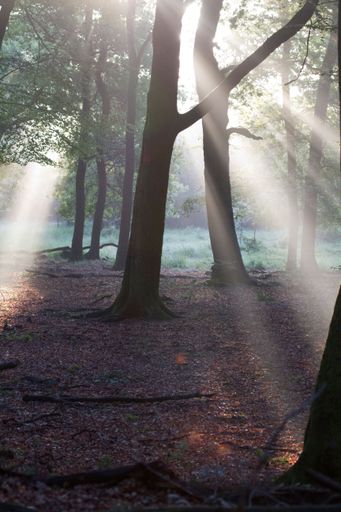 A vertical shot of rays of sunlight shining through the trees in a forest