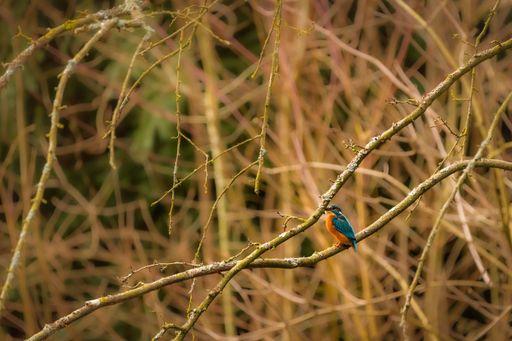 An image of a Common kingfisher perched on a branch of a tree, with a vivid blue plumage and orange beak and legs
