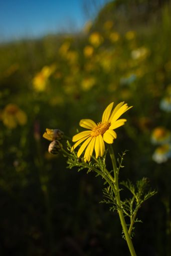 A close-up shot of a yellow Crown daisy flower on a soft blurry background