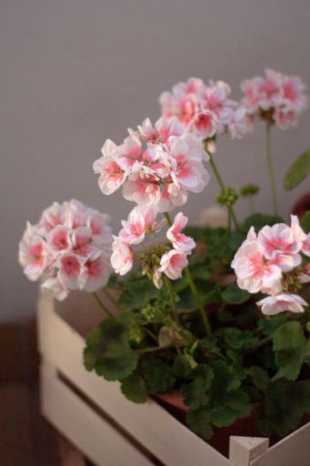 A close-up shot of pink flowers grown in a box on a soft blurry background
