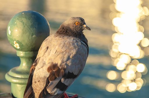 A closeup shot of a rock pigeon (Columba livia) perched on a wooden railing on a blurred background