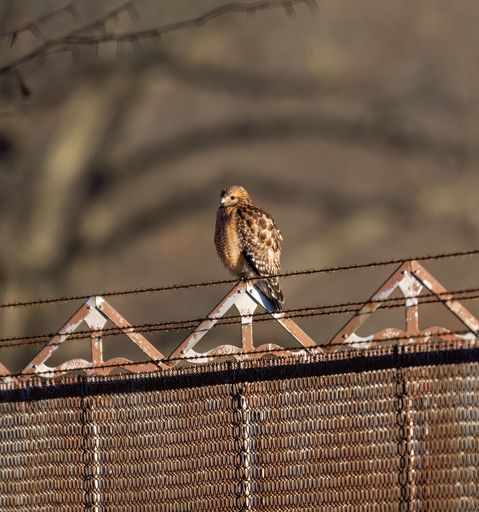 A close-up shot of a Red-shouldered Hawk standing on a fence in the daylight