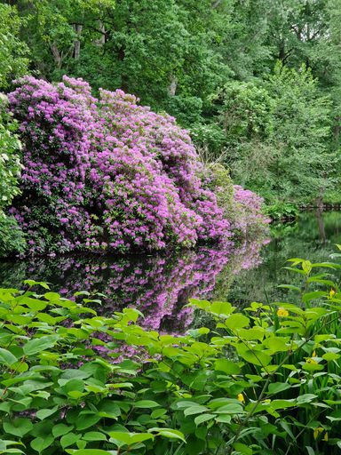 A vertical shot of a pond surrounded by trees and greenery in a beautiful park on a sunny day