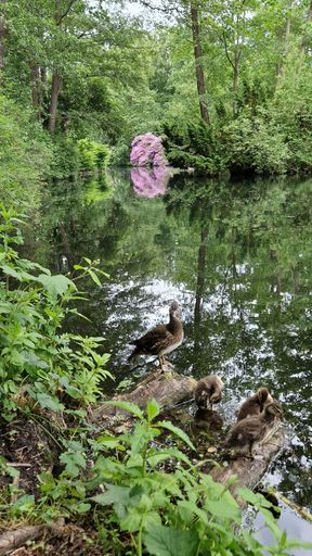 A vertical shot of ducks on a lake with trees and greenery in the background in a beautiful park