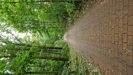 A vertical shot of tiles pathway between green trees in a beautiful park