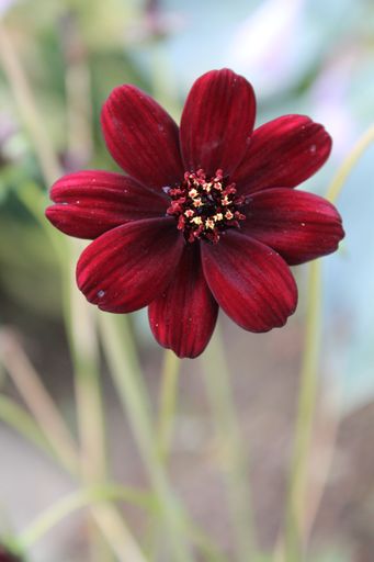 A vertical closeup shot of a chocolate cosmos flower on a blurred background