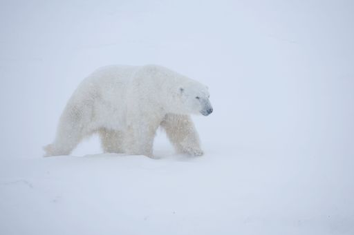 A polar bear in blizzard in Wapusk National Park, Canada.