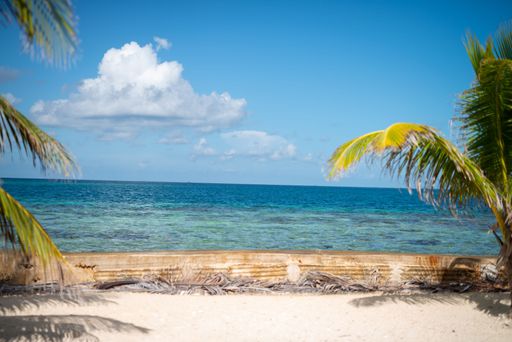 A landscape of palm trees on sunny sandy beach by the sea with blue sky