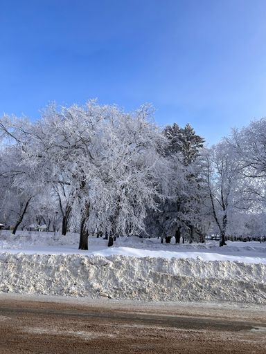 A beautiful shot of trees covered in frost on the side of a dirt road during winter