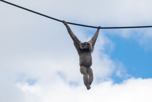 A gibbon monkey hanging on a rope on the background of the sky