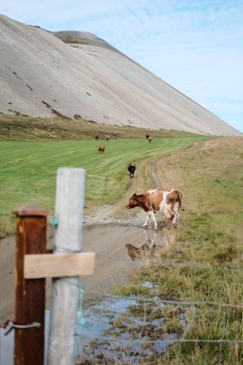 A vertical shot of cattle grazing on a pasture on slope of a mountain behind a fence