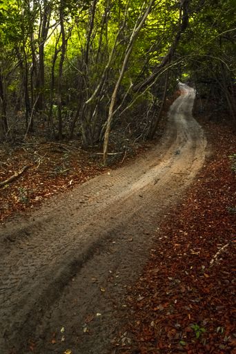 A narrow bicycle road winding through the lush forest.