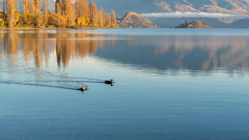 A scenic view of two ducks swimming on the surface of a lake found in the wild