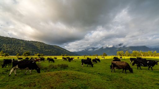 A scenic view of a herd of cows grazing in an open field on a cloudy day