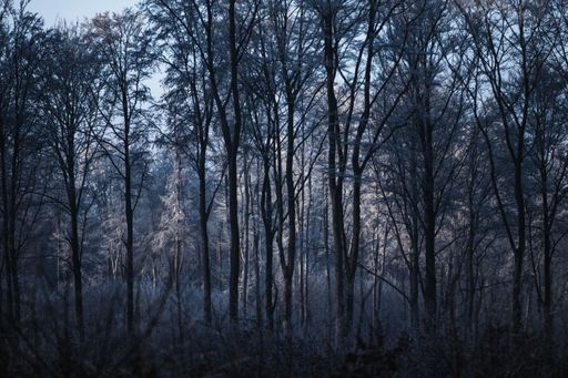 A beautiful shot of long trees during blue hour in Bukk National Park, Hungary