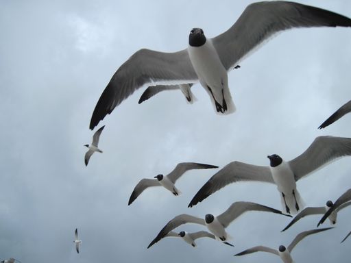 A low angle shot of seagulls flying above in the beautiful cloudy sky