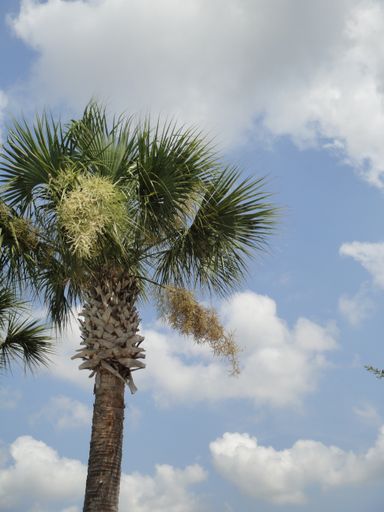 A vertical low angle shot of a palm tree under the beautiful clouds in the sky